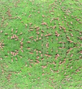 Vertimowing and coring of a Lawn