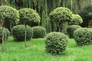 Beautiful garden with Lawn