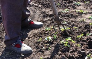 Gardner vertimowing the soil