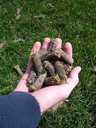 Man holding soil from vertimowing