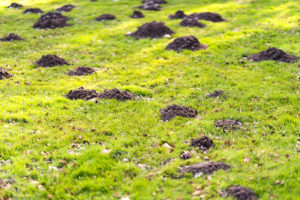 Lawn with mole hills maintenance