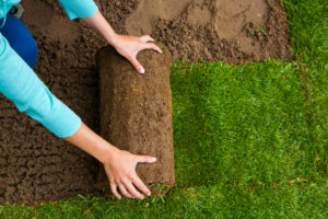 Gardener rolling grass bed