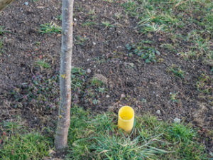 Vertimowing and coring of a Lawn