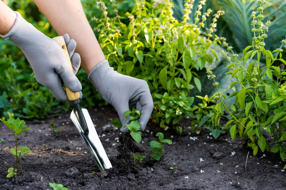 Garden Maintenance Services in North End Toronto
