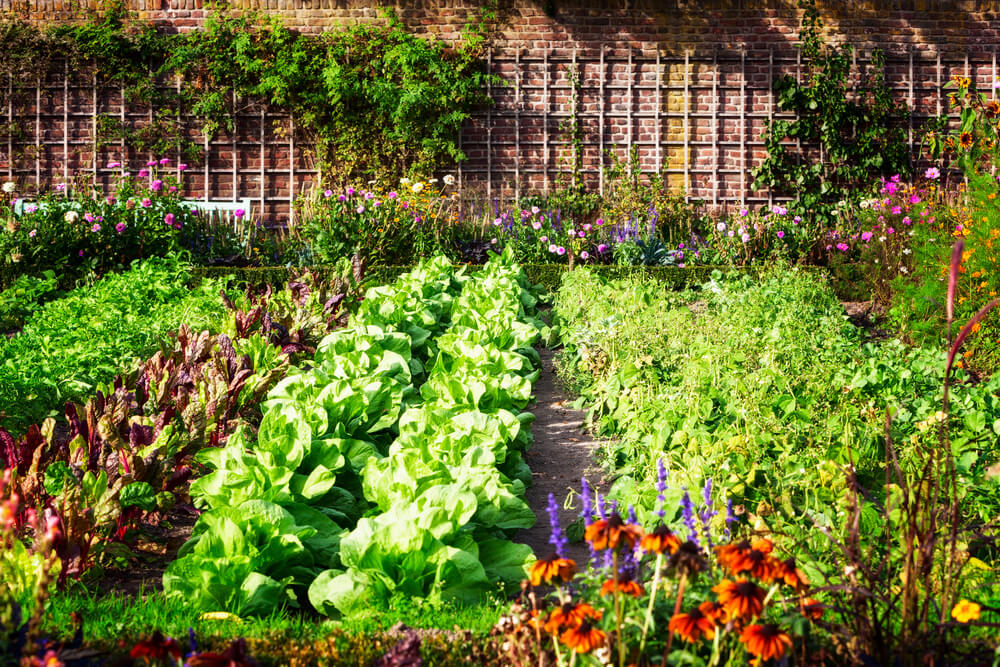 Diffrent veggies in a vegetable garden