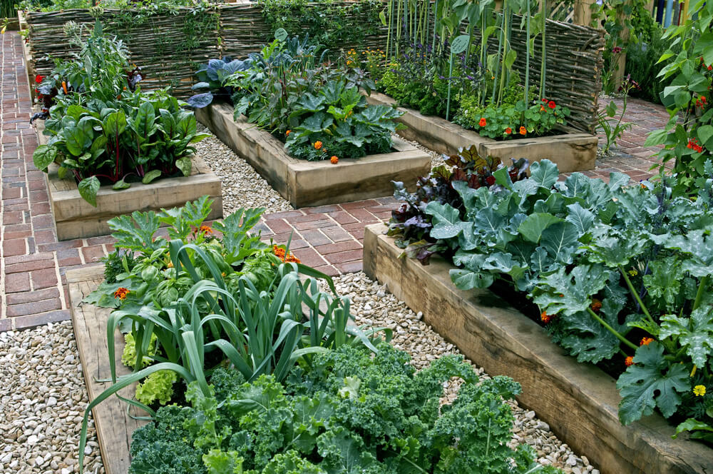 Vegetable garden