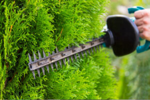 Read more about the article The Ultimate Guide to Garden Maintenance in Toronto