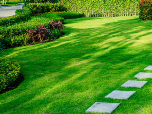 Read more about the article Best Grass Seed for Ontario: A Comprehensive Guide