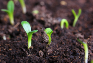 Read more about the article The Ultimate Guide to the Best Temperature for Grass Seed in Ontario