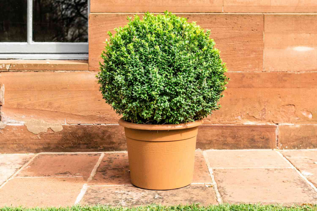 best outdoor potted plants for Toronto