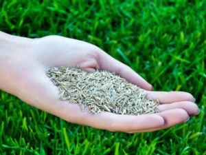 Read more about the article Best Grass Seed for Toronto: A Comprehensive Guide