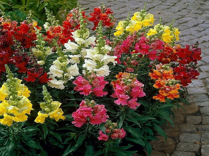 Read more about the article Best Flowering Plants for Brockton Village Toronto 