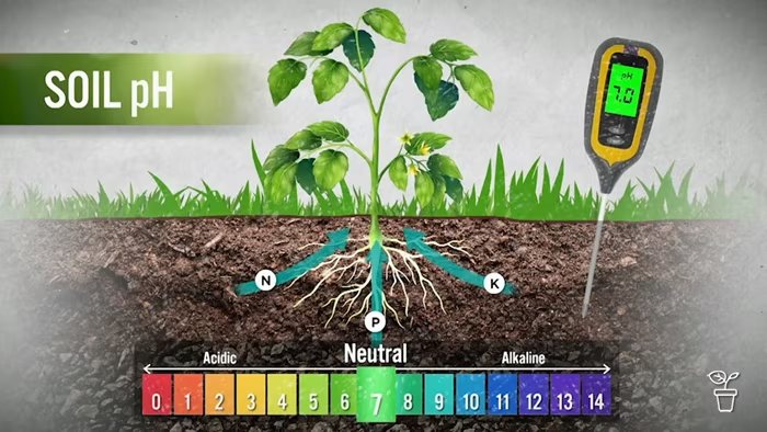 soil ph for plants