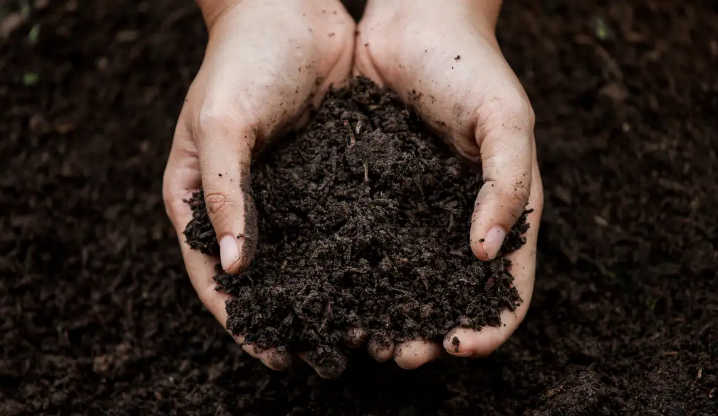 Read more about the article Lessons from Vineyard Management That Apply to All Growers