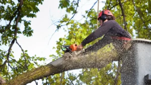 Read more about the article Essential Tips for Safeguarding Your Garden During Storms