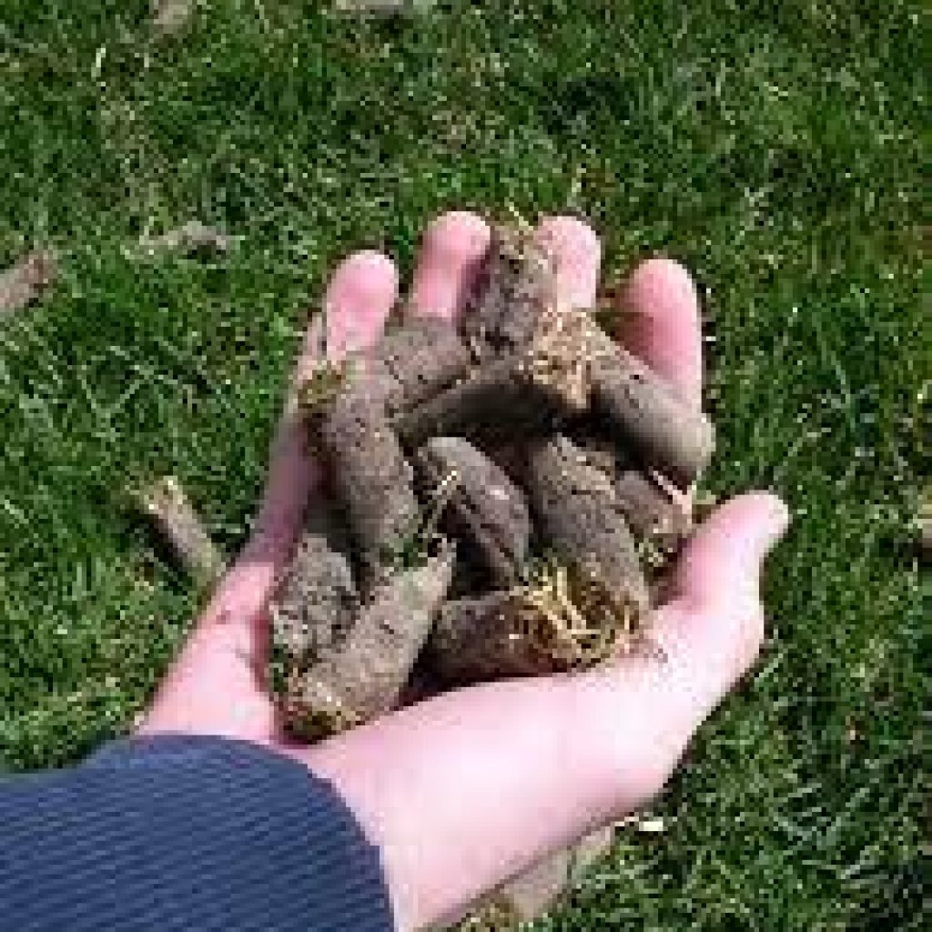 images Man holding soil from vertimowing