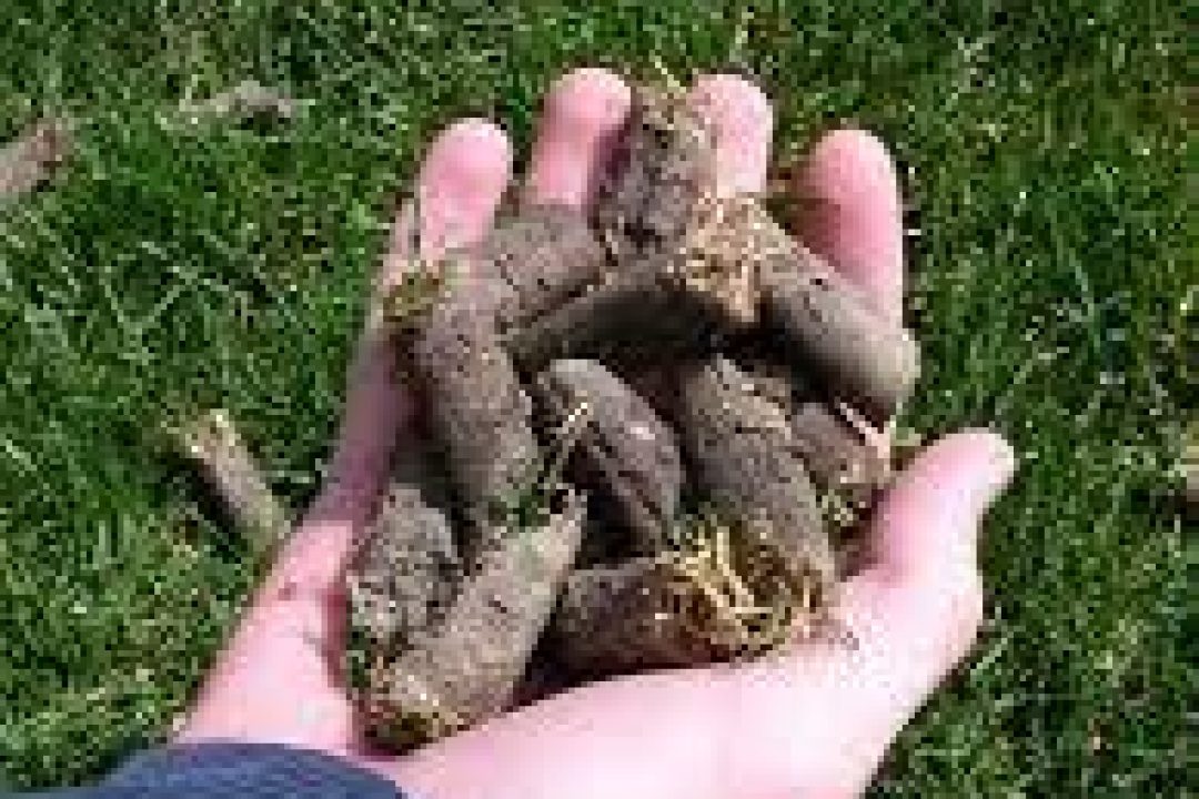 images Man holding soil from vertimowing
